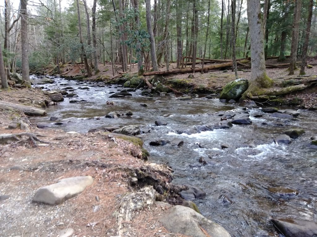 Stream in National Forest