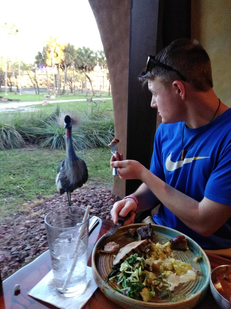 Teen boy eating with bird in Saana at Disney's Animal Kingdom Lodge