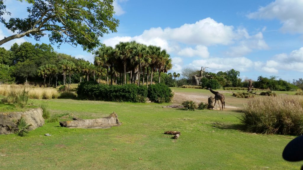 Disney's Animal Kingdom safari