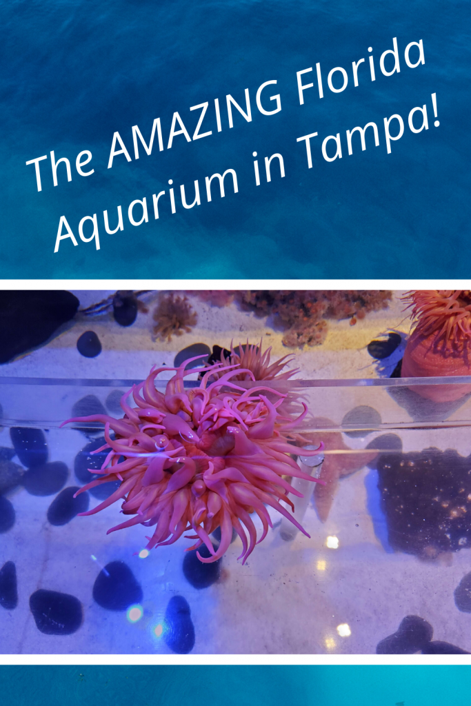 Tampa activities with kids