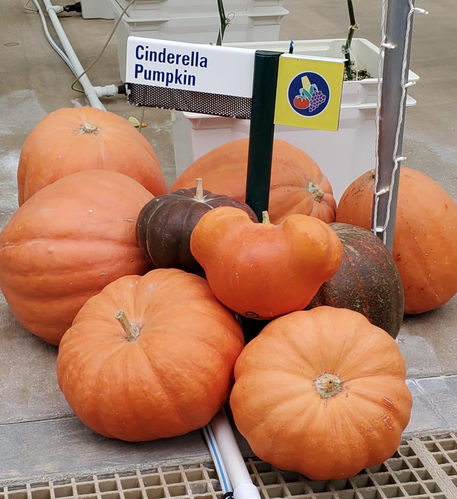 Cinderella pumpkins in EPCOT