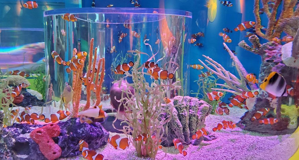 tanks at Ripley's Aquarium of the Smokies