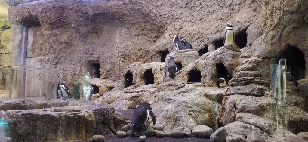 animals at Ripley's Aquarium of the Smokies