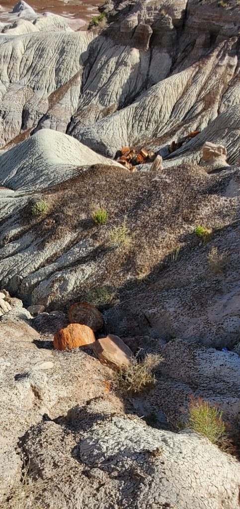 What is Petrified Forest National Park